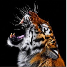 Тигриный рык Набор для выкладывания стразами 40х40 Алмазная живопись АЖ-4141