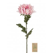 Цветок декоративный Хризантема