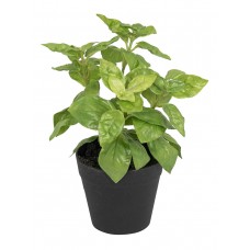 Цветок декоративный в кашпо Базилик