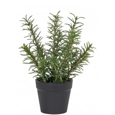 Цветок декоративный в кашпо Розмарин