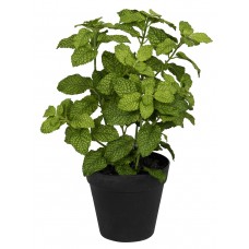 Цветок декоративный в кашпо Мята