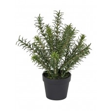 Цветок декоративный в кашпо Розмарин