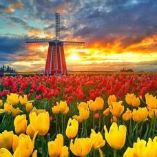 Картины мозаикой Molly KM0685 Поля тюльпанов в Нидерландах (27 цветов) 30х30 см